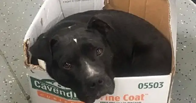 This Rescue Dog Still Sleeps In His Cardboard Box. I Don’t Know Whether To Cry, Or … – 97