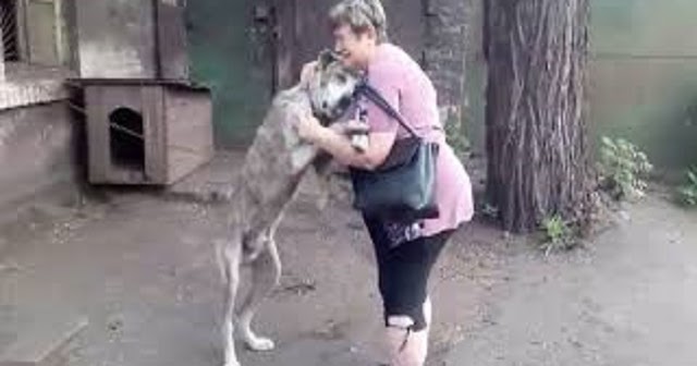 Rescuers Cry “Tears Of Joy” As Long Lost Dog Reunites With His Mom