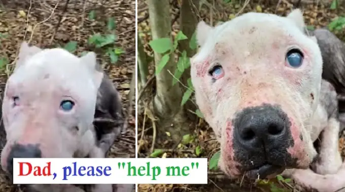 Rescuers Find Skinniest Pit Bull Curled Up In The Woods Waiting To Be Saved