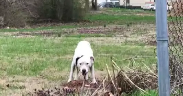 Rescuers Follow Stray Mama Dog and Get a Lot More Than They Expected