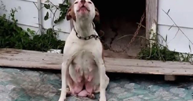 Rescuers Save Bait Dogs and Breeding Dogs from AƅanԀοneԀ Home