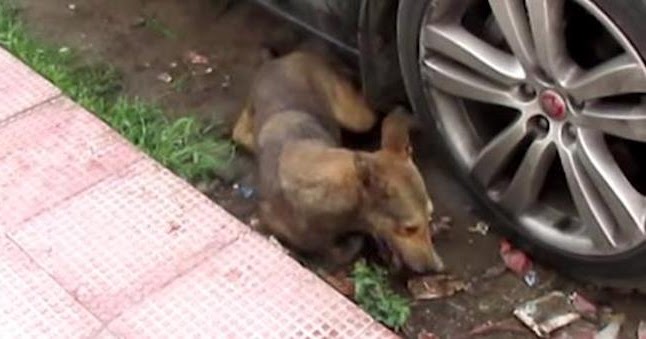 Rescuers Save Dog Having Violent Seizures On Road