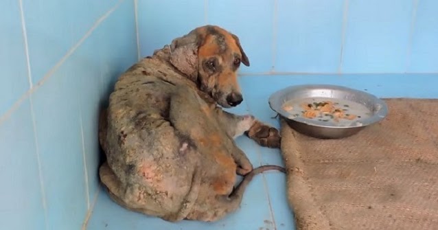 Rescuers Save Puppy Whose Skin Was So Sore He Wouldn’t Let Anyone Touch Him