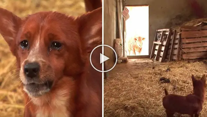 The dog cried tears of joy when he was reunited with the cow who raised him..