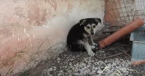 Sad Rescued Puppy Doesn’t Know How to Live Yet