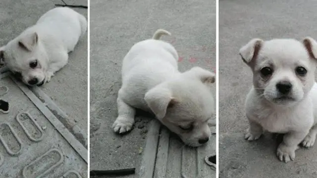 Sad story behind this puppy that is often seen sitting on a drain cover by the roadside