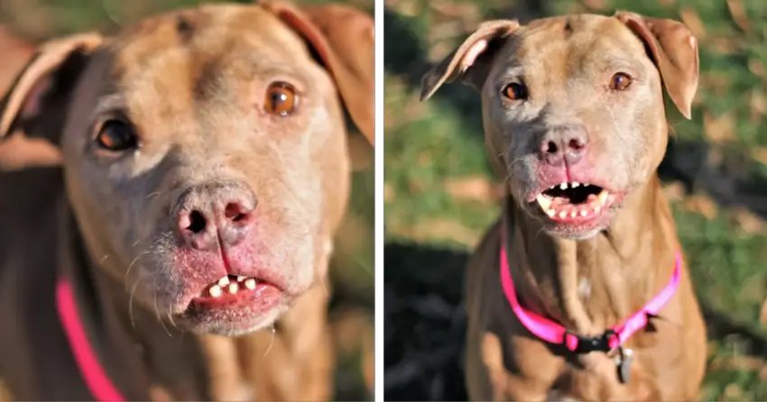 Abused Dog Has The Most Unusual Smile And He’s Beautiful