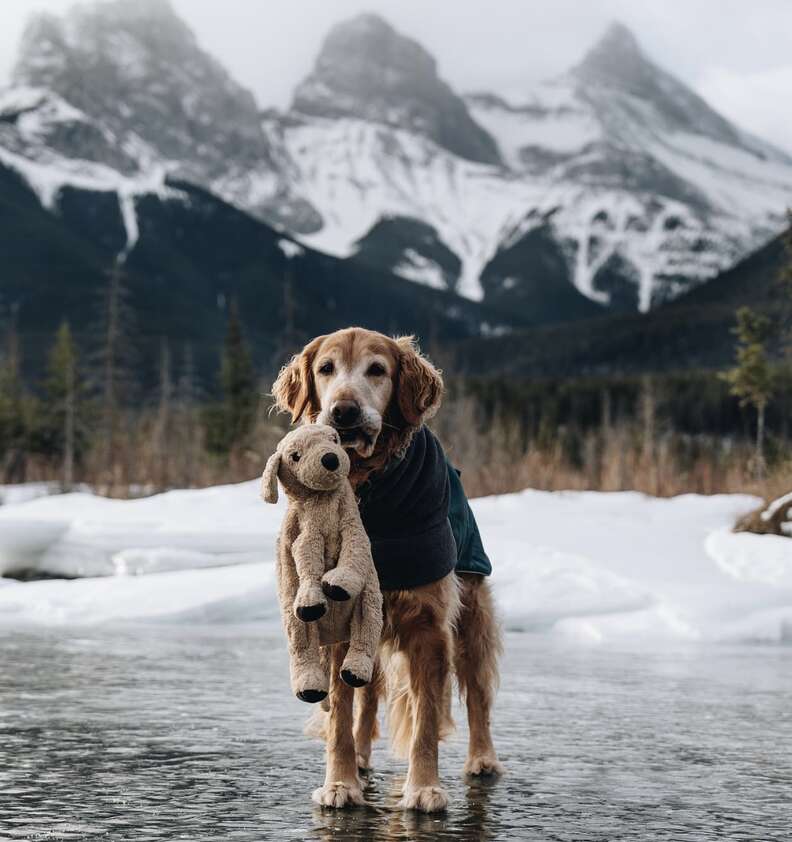 Dog hikes with his favorite stuffed toy