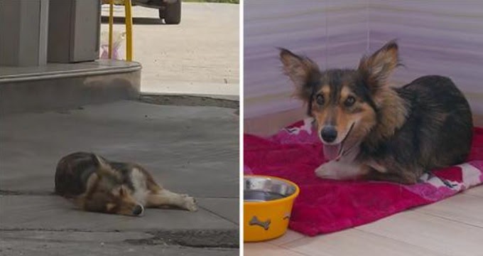 Scared Stray Dog Finally Found Loving Home After 3 Years Wandering Around A Gas Station