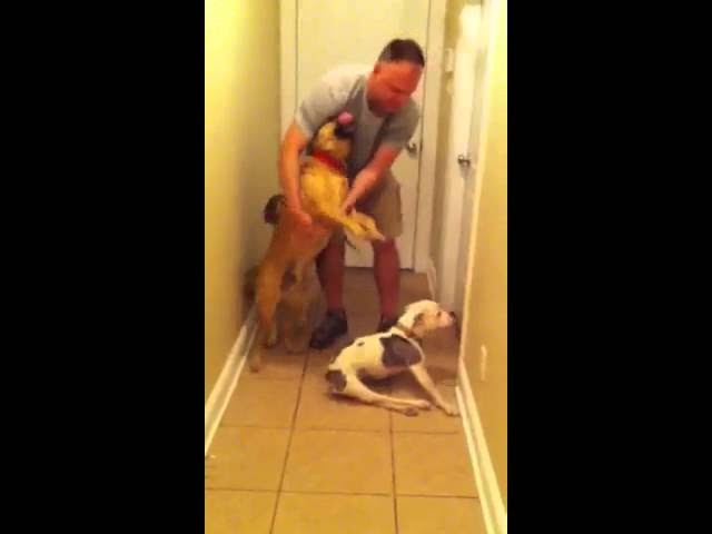 Heartwarming Reunion: Paralyzed Puppy Rushes to Her Dad Returning from Deployment and Awaits Hug