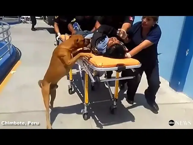 Devoted Dogs Stand By Owner in ᴇᴍᴇʀɢᴇɴᴄʏ ʀᴏᴏᴍ, Refuse to Leave Side