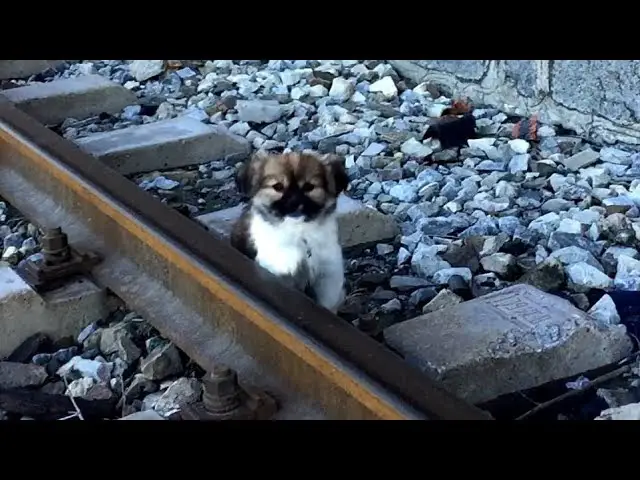 Video: Abandoned and Alone: The Heartbreaking Story of a ʜᴏᴍᴇʟᴇss ᴘᴜᴘᴘʏ Rescued from a Dangerous Rail Yard