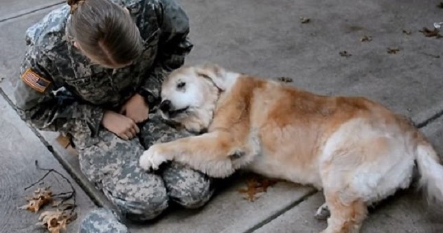 Senior Dog Can’t Stand Up Anymore, But Watch When She Sees Her Soldier Back Home!