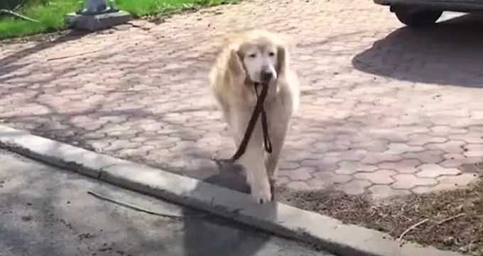 Senior Dog Grabs Leash Every Day To Visit His Elderly Neighbor