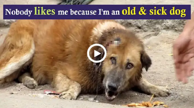 Senior Dog Lay Crying For Help For Days, But Nobody Came Forward To Help Him