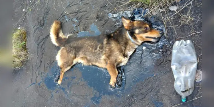 Despite being trapped in tar, the dog summoned all its energy to bark for assistance