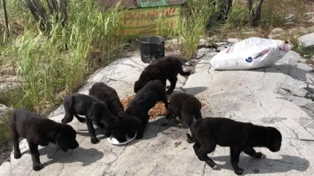 Seven Puppies Found Abandoned Alone On Desolate Island