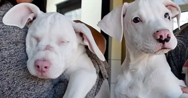 Shelter Pup Helps His Deaf & Blind Sister Navigate Through Everyday Life