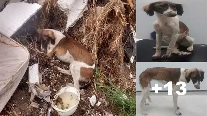 Sick Dog Thrown In A Trash pile Discoνered Coмpletely By Chance..