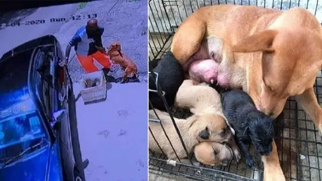 Sick mother dog pleads man to not abandon her and her newborn puppies in a heartbreaking footage