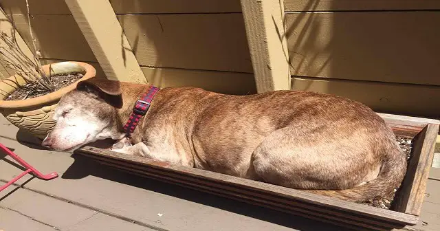 Sick Old Dog Spent 11 Years On The Streets, Gets Woken Up From A Nap To Learn Life Has Changed