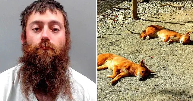 Sicko Mutilates & Shοοts 12 Dogs To Ԁeath, Dumps Their Ԁead Bodies In The Woods