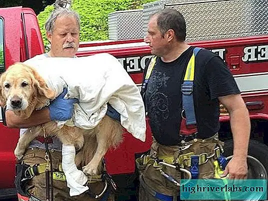 Figo the dog displayed remarkable bravery as he fearlessly leaped in front of the bus, attempting to protect his blind owner.