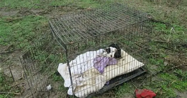 Starving, cold puppy covered in bite marks found dumped in a cage in the middle of a field