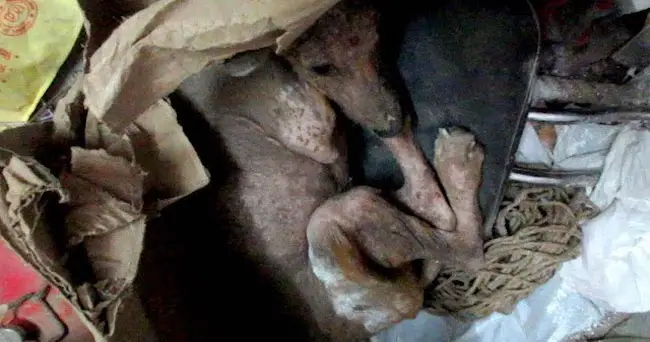 Starving Puppy Hiding in Trash Did Not Want to Be Touched At First