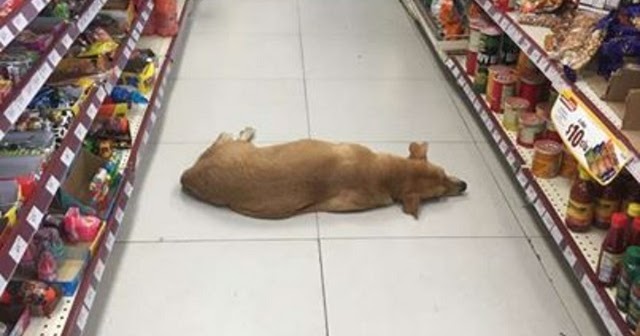 Store opens their doors for stray dog to cool off on hot summer day