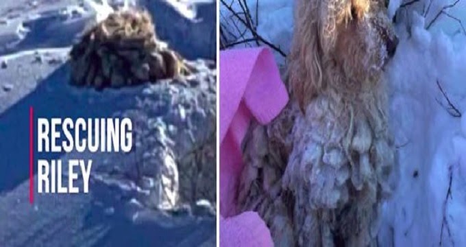 S.t.r.a.y Dog Nearly Frozen In Snow Found Just In Time