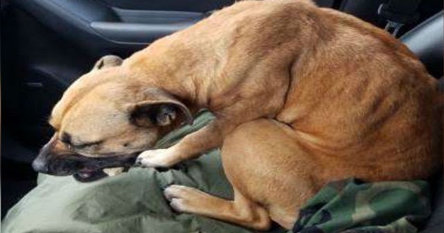 Stray Dog Sees Open Car Door And Jumps Into Front Seat Immediately