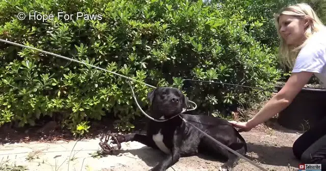 Stray Dog Suffers For Days After Stepping On Coyote Trap Until Help Finally Comes