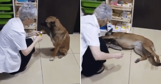 Stray dog walks to pharmacy and asks for help her injured paw