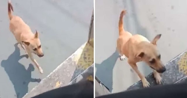 Stray Dog Won’t Stop Chasing Bus Until Driver Adopts Her