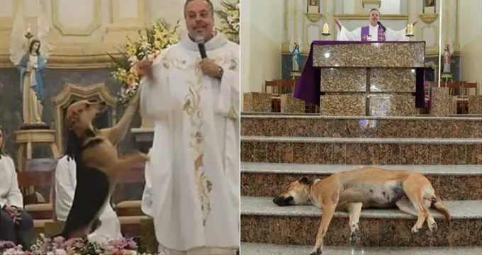 Stray Dogs Are Brought To Mass By A Brazilian Priest To Get Them Adopted