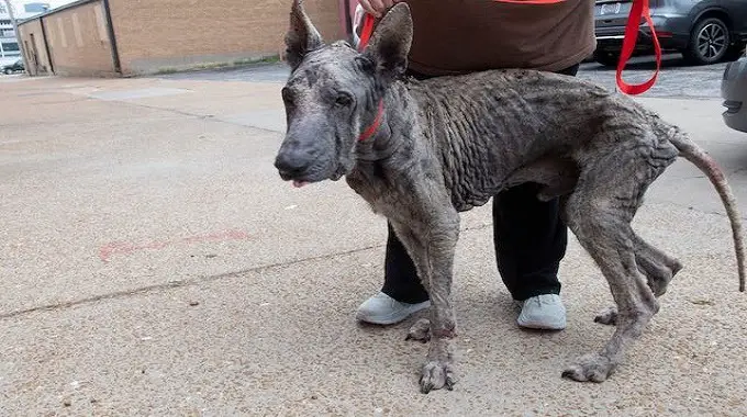 Stray Dog’s Story of Misery Written on His Skin