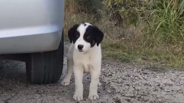 Stray Puppy Makes Sure Woman Stops Her Car To Rescue Him