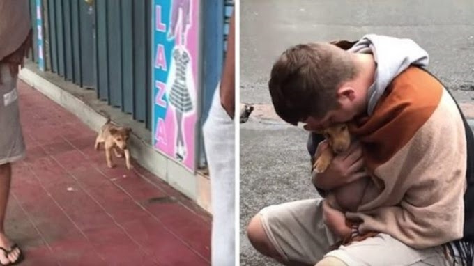 Stray Puppy Wags Her Tail At Every Passerby In The Hopes Of Being Adopted