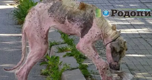 Street dog was found barely alive, makes miraculous recovery with love and care – 73