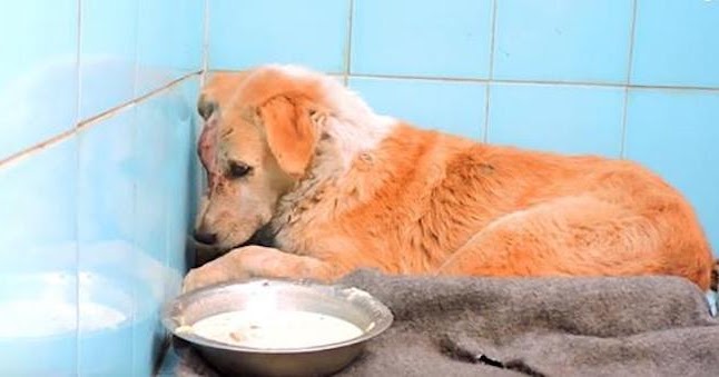 Street Dog Whose Eye Pops Out After Traumatic Injury Gets Help He Needs