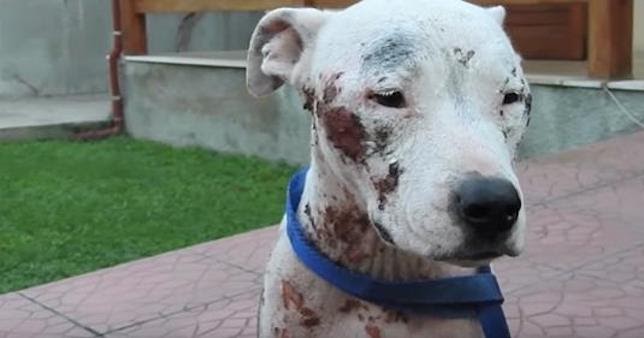 Sweet Pit Bull Left To Suffer On Busy Street Rescued