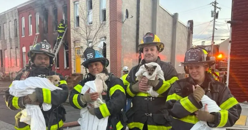 Firefighters rescue three dogs and a cat from smoke-filled home