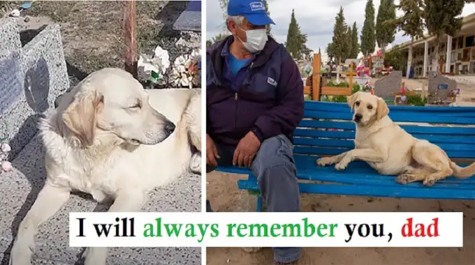 The Dog That Comforts People Who Have Lost Their Loved Ones, As She Too Has Lost Her Owner