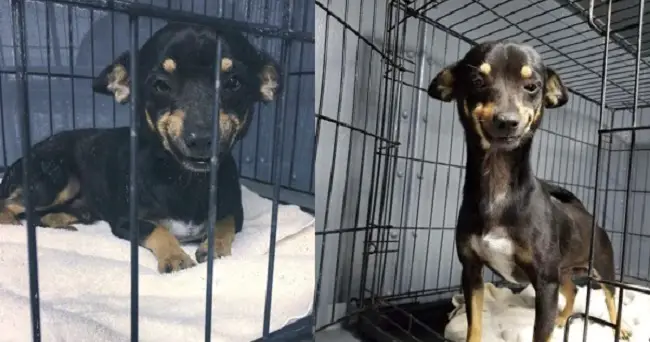 The Internet Fell In Love With This Rescued Dog With A Beautiful Smile On His Face And Everyone Wants To Adopt Him