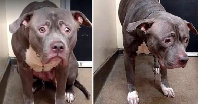 The Look on This Dog’s Face When She Realizes Her Family Is Not Coming Back Will Crush Your Heart