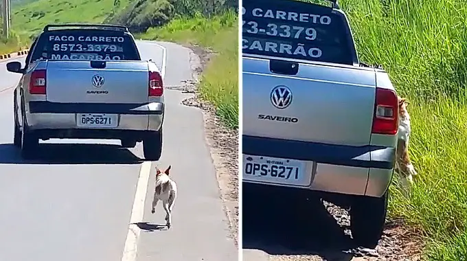 Owner d.u.m.p.s dog on the side of a road – thanks to the girl who filmed, the story has a happy ending