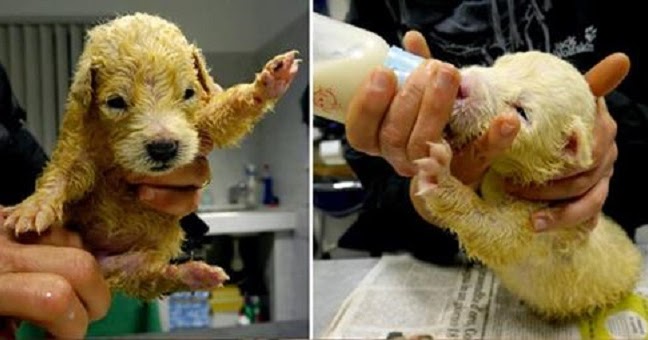 They Found An Abandoned Wet Puppy Inside A Box, When They Looked Closer, My Heart Broke