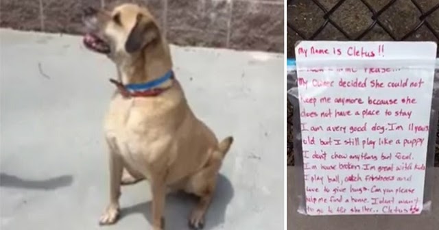 This Dog Abandoned At Park – Then A Stranger Sees This Note Next To Him