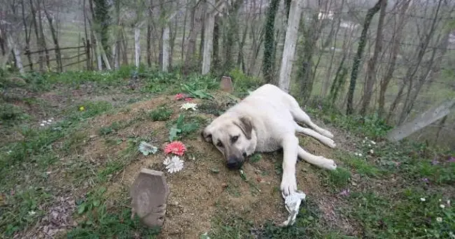 This heartbrοƙen dog ran away from home everyday to visit his dead owner’s grave – 120